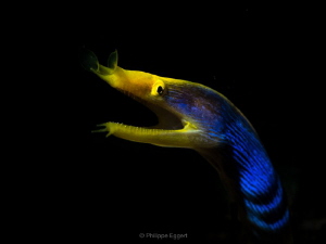 Ribbon eel in the spotlight by Philippe Eggert 
